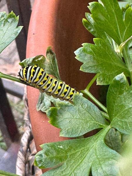 image_processing20250821-2-nq7lbw