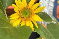 image_processing20250821-2-2a07sh