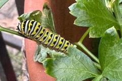 image_processing20250821-2-nq7lbw